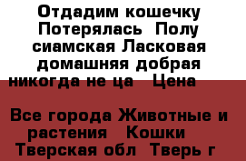 Отдадим кошечку.Потерялась. Полу сиамская.Ласковая,домашняя,добрая,никогда не ца › Цена ­ 1 - Все города Животные и растения » Кошки   . Тверская обл.,Тверь г.